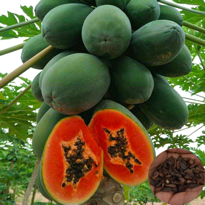 Good Quality Sweet Dwarf Papaya Seeds Organi Fruit Seeds for Sale Live  Plants Real Plants Seeds (