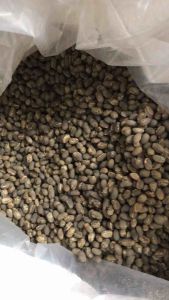 Green Bean Arabika Gayo Peaberry G1: Kopi Asli & Berkualitas