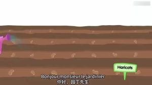 20pcs ORNAMENTAL KALE SEEDS SPRING GARDEN VEGETABLE FLOWERING CABBAGE