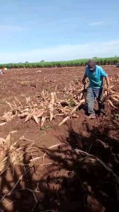 3 ซอง 1500 บาท โฟทรี เซตสุดคูม สารเสริมประสิทธิภาพ โฟทีบํารุงข้าว มันสำปั่นหลัง ข้าว