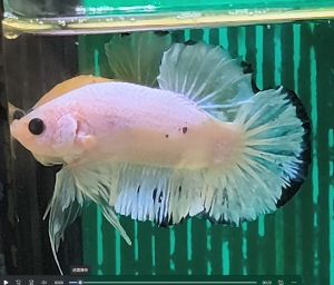 Plakat Marble/Candy/Fancy 大理石/糖果/花色 将军 Betta Fish Ikan Laga 打架鱼/斗鱼 (Male/Jantan/雄鱼)