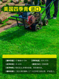 （爆款种子）草坪草籽四季常青护坡狗牙根庭院地毯草种子绿化马尼拉黑麦草皮孑