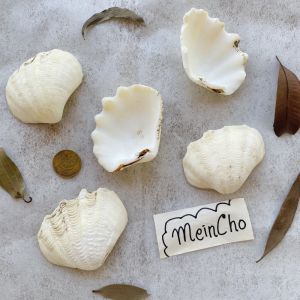 (100gr) Kolase Kerang Kerajinan Cangkang Kerang Laut Properti Foto Dekorasi Rustik MeinCho