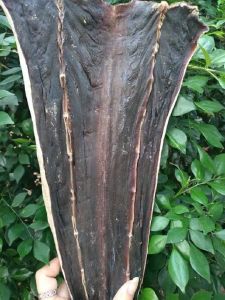 KHÔ CÁ ĐUỐI ĐEN( KHÔ ĐUỐI Ó) LOẠI THƯỢNG HẠNG - TÚ VY FOOD - KHÔ CÁ ĐUỐI NGUYÊN MIẾNG TO