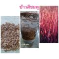 คุ้มสุด+++ #ข้าวสีชมพู#ข้าวสรรพสี#พริ้งเลดี้#พันธุ์ข้าวสีชมพูชุดทดลองปลูกสำหรับปลูกประดับ#ข้าวสีชมพู#ต้นไม้สีชมพู#ดอกไม้ชมพู ราคาคุ้มค่า พรรณ ไม้ น้ำ พรรณ ไม้ ทุก ชนิด พรรณ ไม้ น้ำ สวยงาม พรรณ ไม้ มงคล. 