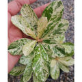 Rare Green Thailand Adenium Desert Rose Plant Seeds With Variegated Siam Leaves. 