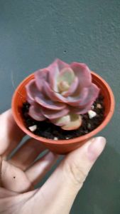 READY STOCK 🌸Echeveria suyon live plant 小叶红秀妍初吻多肉植物SUCCULENTS PLANTS 🌸