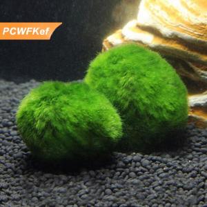 【PCWFKef】 3-4cm Marimo Moss Balls Live Aquarium Plant Algae Fish Shrimp Tank Ornament Simulation Green Algae Balls Artificial Plant