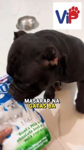Milk One 1kg with Nematocide 15ml for Puppies and Adult Pets pamurga sa aso at pusa with milk one 1kg