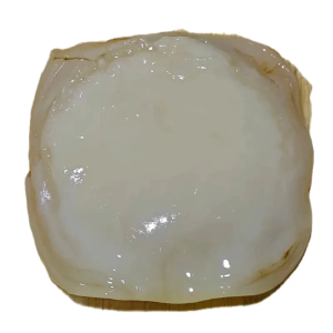 Kombucha SCOBY 13cm + 100ml Starter Tea Home Brewing Set
