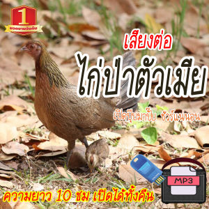 No.1 Shop เสียงต่อไก่ป่าตัวเมีย แฟลชไดร์ฟ USB ต่อไก่ป่าตัวเมีย เสียงดังฟังชัด เสียงนกแท้ เสียงดังฟังชัด100% เข้าง่ายติดง่าย
