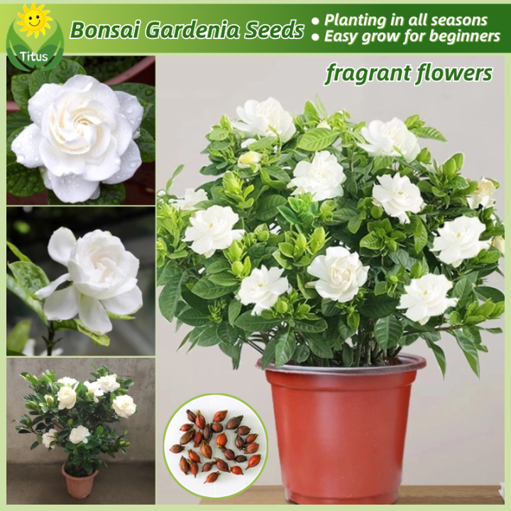 10 Pcs/Pack Arabian Jasmine Bonsai Seeds Flower For Home Garden Plant