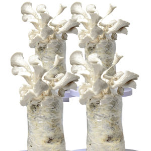 Oyster Mushroom Fruiting Bag Growing Bag Ready To Grow