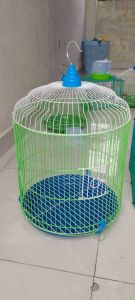 combo 5 Lồng chim chào mào Hoạ mi Khướu chích choè than chất liệu kẽm nhúng nhựa - size 36 x 57