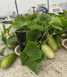Hạt giống Dưa mèo giống bản Tây Bắc trái to ( Gói 50 Hạt ) - FlowerSeeds