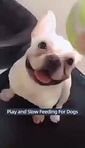 2025 Interactive Dog Tennis Ball Food Reward Machine Slow Feeder Puzzle Toy Outdoor Training Ball Launcher