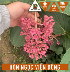 Cây Hòn Ngọc Viễn Đông - Sắp hoa hoặc đang hoa - Kiểng lá sang trọng!