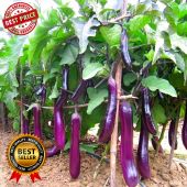 LONG EGGPLANT SEEDS (40 SEEDS) LONG PURPLE VARIETY/HYBRID/EASY TO PLANT - 1PACK