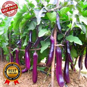 LONG EGGPLANT SEEDS (40 SEEDS) LONG PURPLE VARIETY/HYBRID/EASY TO PLANT - 1PACK
