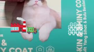 [  Factory ] 10KG Cat Food (Protein 32%).Chicken Tuna&Milk For Digest & Immune Pro Makanan Kucing