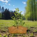 Coco xơ trọ Vòng MULCH MAT RING COIR CEIR RING Đĩa trồng hình hoa COCO NOIR Planter Mulch Mat Protector Plant Vòng đĩa cho ngoài trời trong nhà typical. 