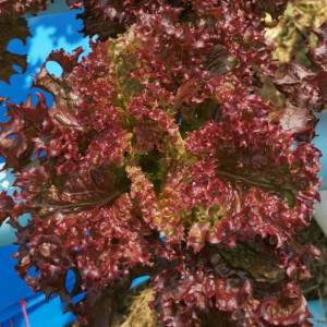 เรด คอรัล lettuce lollo rossa (mariera) Enza Zaden 500 pills (เคลือบ)