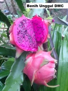 Bibit Buah Naga Merah Super