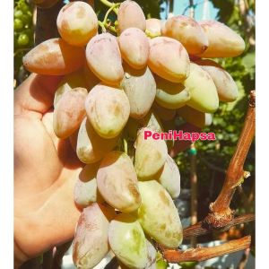 Bibit Anggur Dixon Hasil Grafting Cepat Berbuah