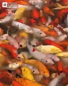 YEE 3 In 1 High Protein Koi Fish Food Promote Growth Enhance Body Color Rich In Spirulina Astaxanthin