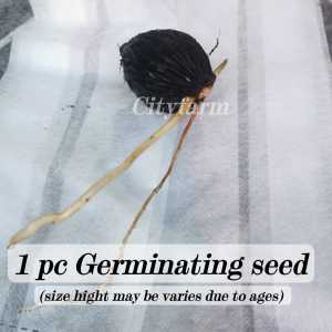 Ekor Tupai (Sudah Tumbuh) /狐尾椰幼苗 (已发芽) /Foxtail Palm Seedling(Has sprouted)/ Wodyetia Bifurcata Seeds
