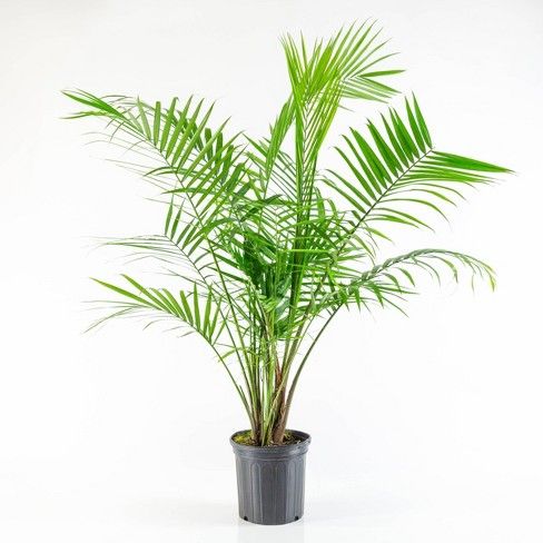 Palmera Tree | Lazada PH