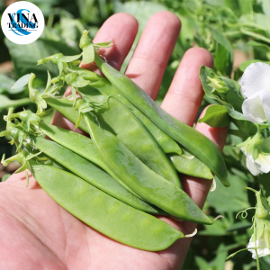 SNOW PEA seeds- ( 20 seeds ) Sitsaro seeds/ Chinese Pea / Snow Peas