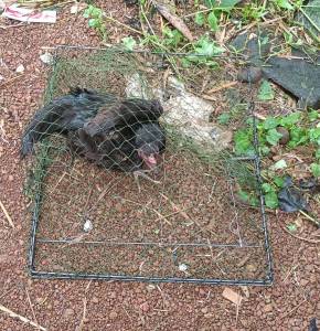 กับดักนก และ กับดักไก่ป่าแบบตาข่าย กว้าง47เซน ยาว 57 เชน ใช้งานง่ายใช้วัสดุอย่างดีสปริงแข็งดีดง่ายติดแล้วออกไม่ได้ใช้งานได้หลายปี