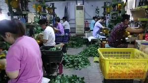 Dây Leo Lá Nho Xanh Nhân Tạo 2.4M Lá Siêu To Dây Lá Giả Treo Tường Trang Trí Nhà Cửa Quán Cafe Đám Cưới