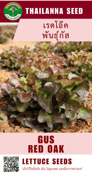 เมล็ดเรดโอ๊ค พันธุ์กัส คุณภาพสูง
