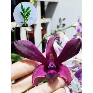Cây giống lan Dendro Big red lai (3_5 cm)
