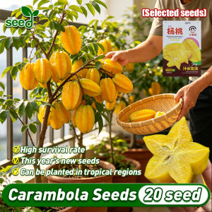 [Selected Seeds] 20pcs/pack Rare Carambola seeds for Planting Fruits (Fast Growing Seeds) 100% Original Sweet carambola fruit seeds Legit carambola seedlings Organic Carambola seeds grow carambola from seeds Carambola Star Fruit Outdoor Garden Plant