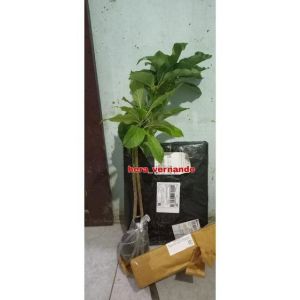 Bibit Alpukat Sab 034 Super