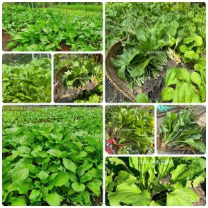 Hạt giống Mã Đề gói 1gr~1100 hạt sinh trưởng khỏe giàu dinh dưỡng dễ trồng