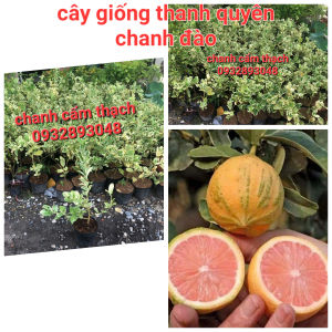 Chanh cẩm thạch không hạt.Cây chiết nhánh.Cây cao 50cm đến 80cm