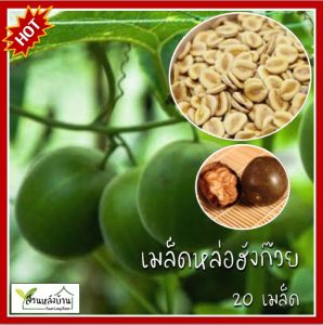 20 เมล็ด หล่อฮังก๊วย เมล็ดหล่อฮังก๊วย เมล็ดพันธุ์สำหรับปลูก