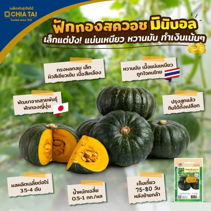 เมล็ดฟักทองญี่ปุ่น พันธุ์สควอช มินิ 141 ตราเจียไต๋