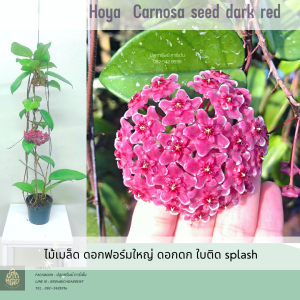Hoya Carnosa seed dark red โฮย่า ไม้ดอก ไม้แขวนประดับ ต้นส่งติดดอก