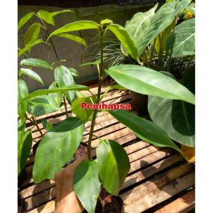 Bibit Tanaman Pohon Cincau Asli