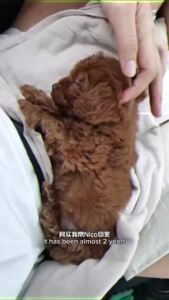 Natures Protection Superior Care Red Coat Puppy  1.5kg 小型成犬 狗飼料 狗糧 Dog Food Kibbles