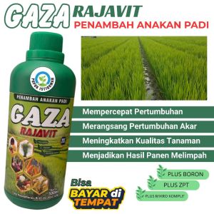 Booster Pupuk Cair Organik untuk Padi Pelebat Malai Hasil Panen Melimpah dan Subur