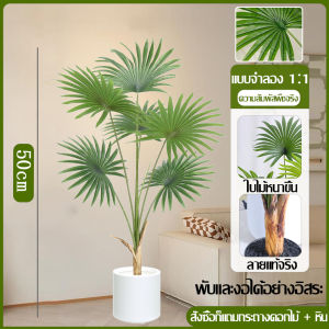 🎈ความจำลอง 99%🔥ต้นไม้มงคลปลอม 75cm/12ใบ ฟรีกระถางดอกไม้ต้นไม้+หินตกแต่ง สไตล์นอร์ดิก ในบ้าน ต้นไม้มงคล ต้นไม้ประดิษฐ์ ต้นไม้ปลอม ต้นไม้ปลอมตกแต่งบ้าน ต้นไม้ตกแต่งบ้าน ต้นไม้ปลอมสวยๆ ต้นไม้ปลอมใหญ่ ต้นไม้เทียม ต้นไม้แต่งห้อง ต้นไม้มงคลสวย