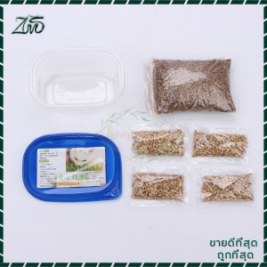 หญ้าแมว หญ้าเเมว หญ้าแมว ต้นอ่อนข้าวสาลี ข้าวสาลี ขนมแมว ข้าวสาลีแมว ต้นข้าวสาลีแมว อุดมด้วยใยอาหาร ช่วยย่อยอาหาร กำจัดก้อนขน