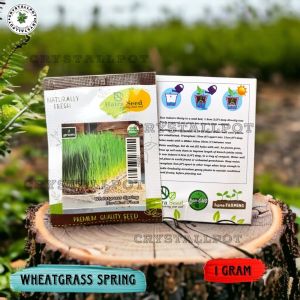 Benih Bibit Rumput Gandum Wheatgrass Spring Merah Organik Haira Seed - WHEATGRASS SPRING