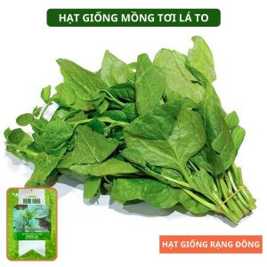 Hạt giống Mồng Tơi Lá To Rado 38 Khoảng 400 hạt 30g Cao sản Dễ trồng | Hạt giống Rạng Đông